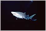 Mandalay Sand Tiger Approaching