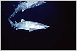 Mandalay Well Armed Sand Tiger Shark