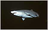 Mandalay Well Armed Sand Tiger Shark second angle
