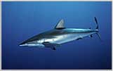 Red Sea Silky Shark Moving Fast