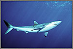 RSSilkySharkRacesByWatchingMe