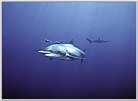 Red Sea Silky Shark With Lethal Gaze