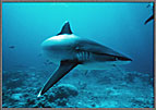 PNGAggressiveSilvertipSharkHomesIn