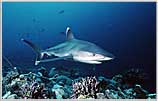 Rowley Shoals'Silvertip Shark Streaks In