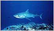 Coral Sea Tiger Shark Homing In On Us