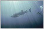 Diver Soars In Space With Whale Shark