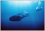 Diver With Immense Whale Shark