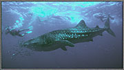 WSDiversSwarmAboutWhaleShark
