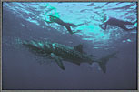 WSDiversSwarmAroundWhaleShark2