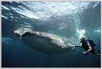 Divers With Stumpy