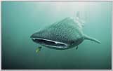 Facial Portrait Of Whale Shark