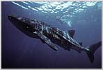 Massive Whale Shark Rising