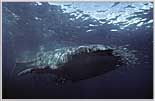Massive Whale Shark With Tiny Escorts