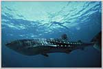 Snorkeler Above Whale shark