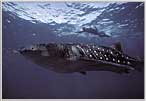 Snorkeler Soars Above Whale Shark