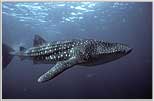 Whale Shark Alone In Blue