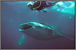 WSWhaleSharkStumpyWithDiver