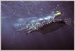 Whale Shark With Snorkeler Escort