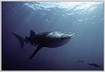 Young Whale Shark Comes To Visit