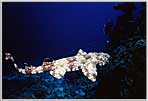 Wobbegong Shark