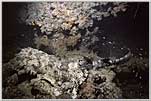 Wobbegong Shark Camouflaged