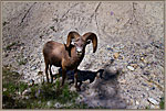 1BighornSheepOn1A