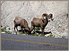 2BighornSheepAlong1A