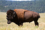 5BisonOnWildlifeLoopCusterSD