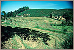 Rice Terraces WithTea On Hillside