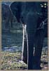 SL Elephants To Kill Us Yala Game Park
