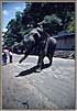 Elephant and Mahout