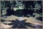 Sig Elephants Bathing In River!!!