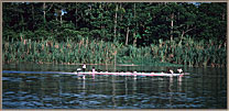 Local Bus On The Sepik River