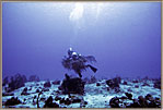 Deep Diver With Black Coral