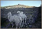 Alpaca Are Wary
