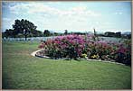 Flower And Crosses to Memorial Of The Pacific