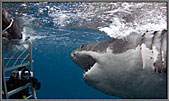 CarlPhotoGWS4550