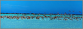 1 Flamingoes In Salt Pan
