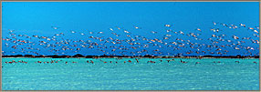 2 Flamingoes Taking Off