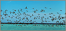 3 Flock Of Flamingoes
