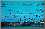 4 Flock Of Flamingoes