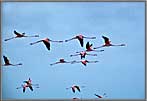 Flamingoes flying over Bonaire