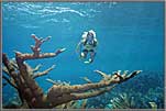 Mary with Staghorn Coral 1970