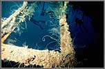 Windjammer Ribs And Divers
