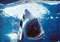 Great White Shark Icon