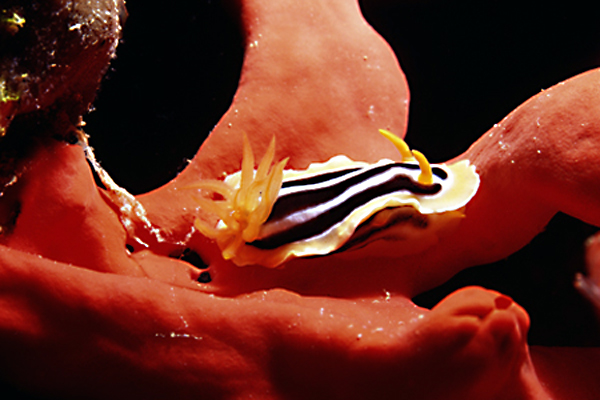 Chromodoris on Red Sponge