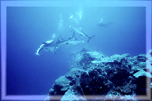 All Out SharkAttack On Bait