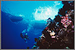 Coral Sea Divers Descend From Boat