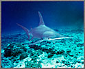 Giant Hammerhead Shark Close And Charges