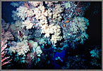 Jessica Comes Through Coral Cavern